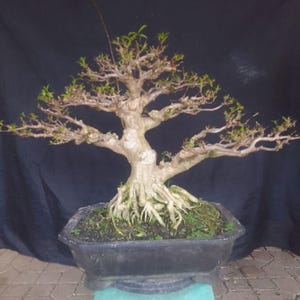 May include: A bonsai tree with a thick, light-colored trunk and exposed roots, planted in a black rectangular pot. The tree has small green leaves and branches. The pot sits on a light blue stool against a dark background.