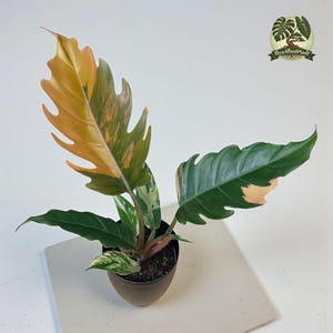 May include: A potted Philodendron plant with large, uniquely shaped leaves. The leaves display a mix of colors, including vibrant green, yellow, and hints of pink. The plant is in a dark brown pot, set against a neutral background.