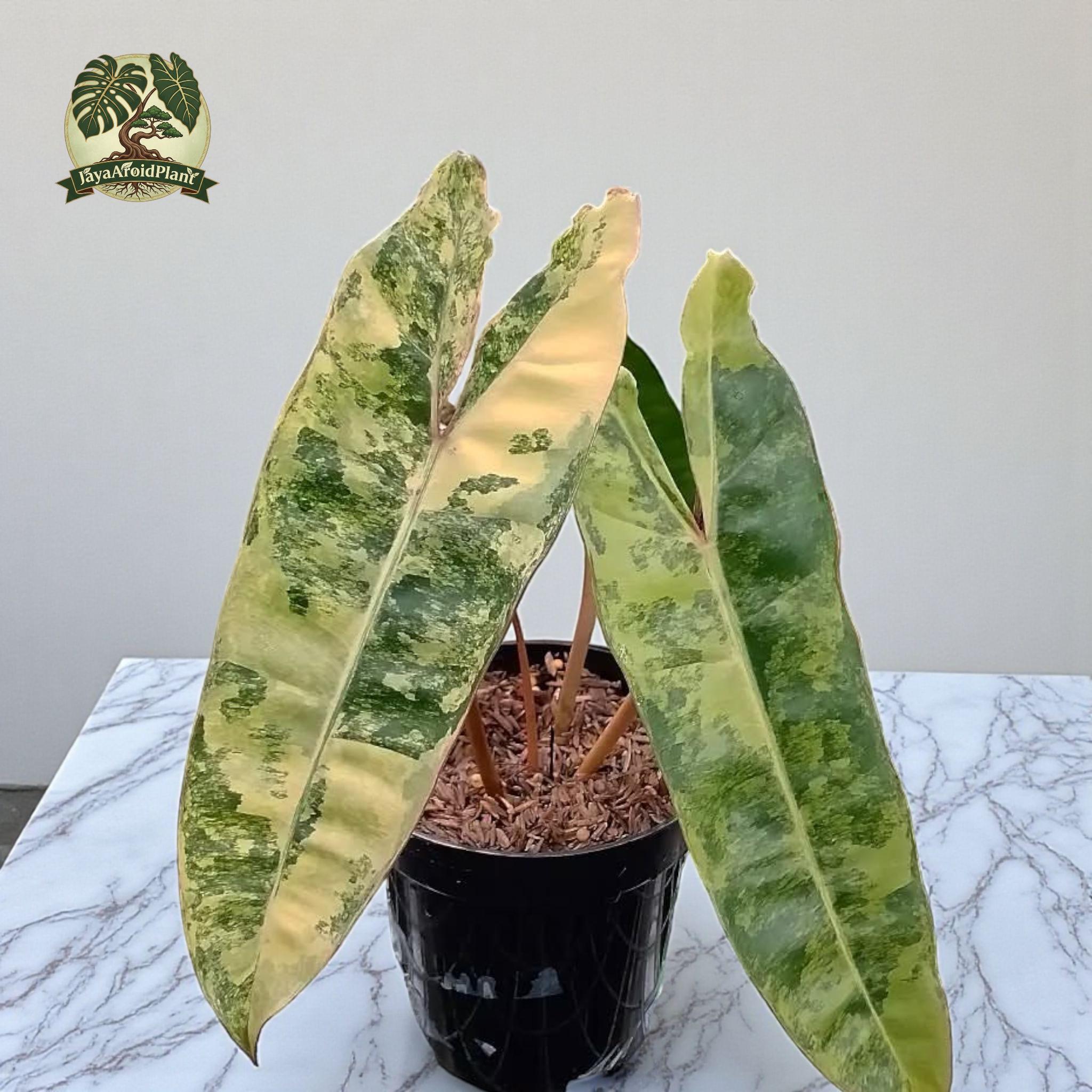 Philodendron billietiae variegated - Etsy 日本