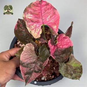 Syngonium strawberry ice galaxy syngonium variegated - indoor & outdoor plant aroid tropical house plant new plant