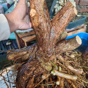 materiał bonsai desmodeum blue bell duże drzewo