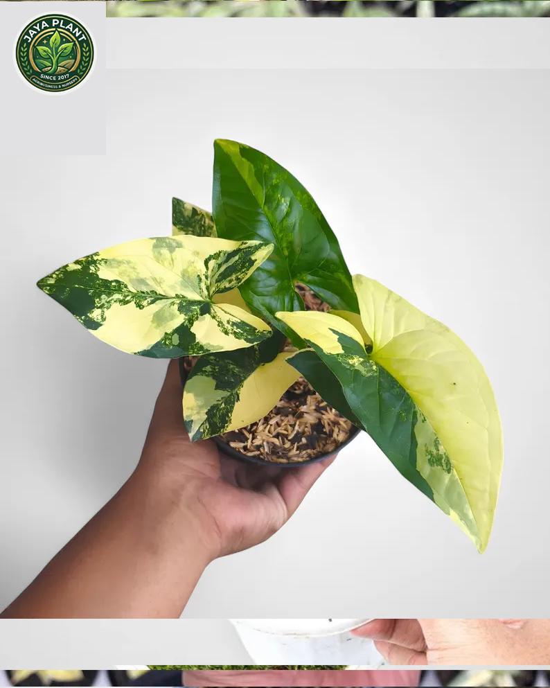 Syngonium Aurea Yellow Variegated - Etsy
