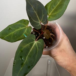 Elongated Velvety Anthurium F2 Doc Bloc x NSE Portilae