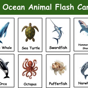 Può includere: Un set di 30 flashcard sugli animali oceanici con illustrazioni di balenottera azzurra, tartaruga marina, pesce spada, squalo martello, orca, polpo, pesce palla e narvalo, ognuna etichettata con il proprio nome in nero su una carta bianca.
