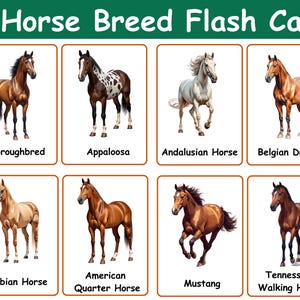 Può includere: Un set di 50 flashcard sulle razze equine con illustrazioni di vari cavalli tra cui purosangue, Appaloosa, andaluso, tiro belga, arabo, quarter horse americano, mustang e tennessee walking horse con le relative etichette.