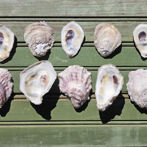 May include: Ten oyster shells with varying shades of white, tan, and purple are arranged on a green wooden surface. The shells are open, revealing the inner pearlescent surfaces. The shells are of different sizes and shapes.