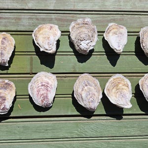 May include: Ten oyster shells arranged on a weathered, green wooden surface. The shells display a range of colors, including beige, white, and hints of purple. The shells are open, revealing their inner textures.