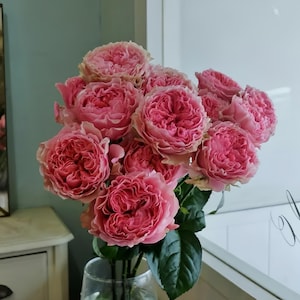 Victorian Kiss Rose – Rare Pink Cut Rose with Double Petals, Clear Fragrance, and High Disease Resistance