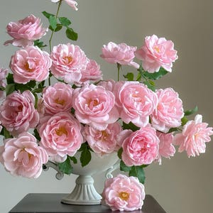 Sophie Rochas Rose – Pink Blooms with Purple Edges, Citrus Fragrance, Long Blooming, Easy-Care Shrub Rose for Gardens