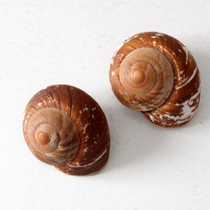 vintage large snail shells, brown sea shells, beach house decor image 1