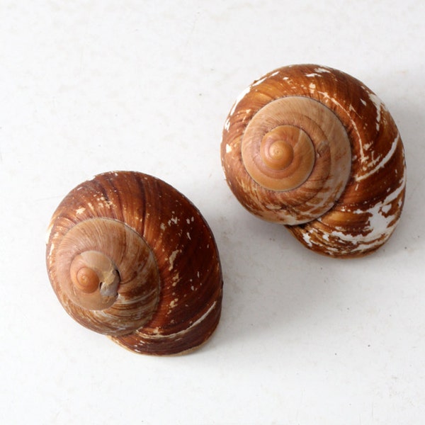 vintage large snail shells, brown sea shells, beach house decor