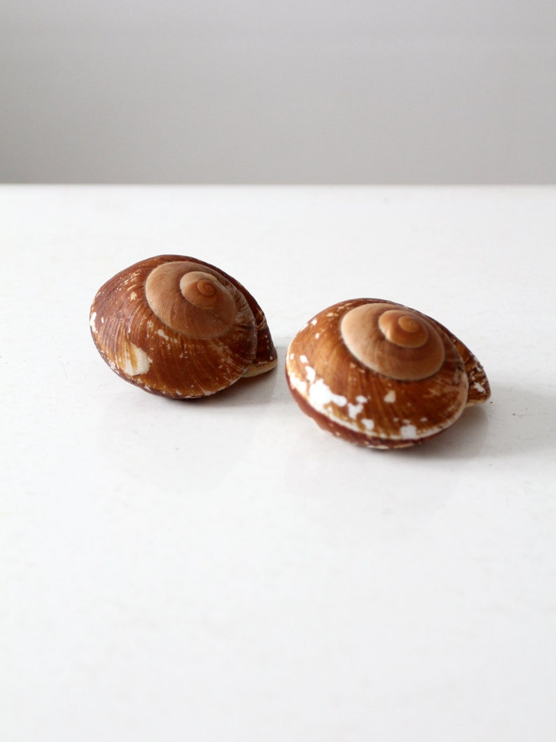 vintage large snail shells, brown sea shells, beach house decor image 3