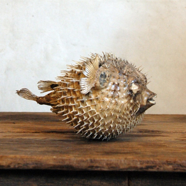 Blowfish - Vintage Taxidermy Fish