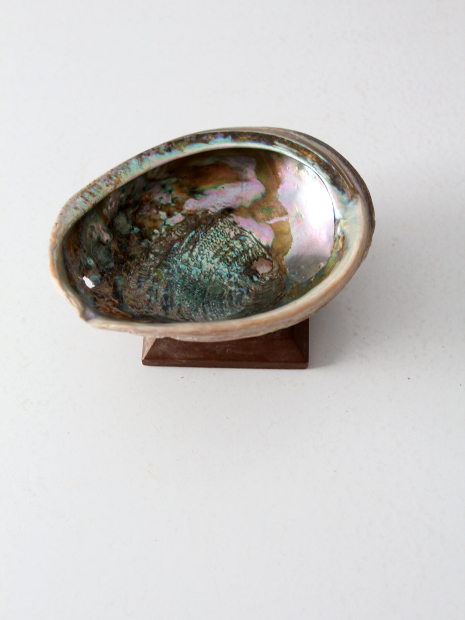 Vintage Abalone Shell Dish Mounted Shell Display Decorative Etsy