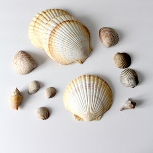 vintage large scallop shell