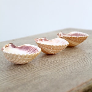 vintage seashells set, Mexican Cup shells, table decor set/3