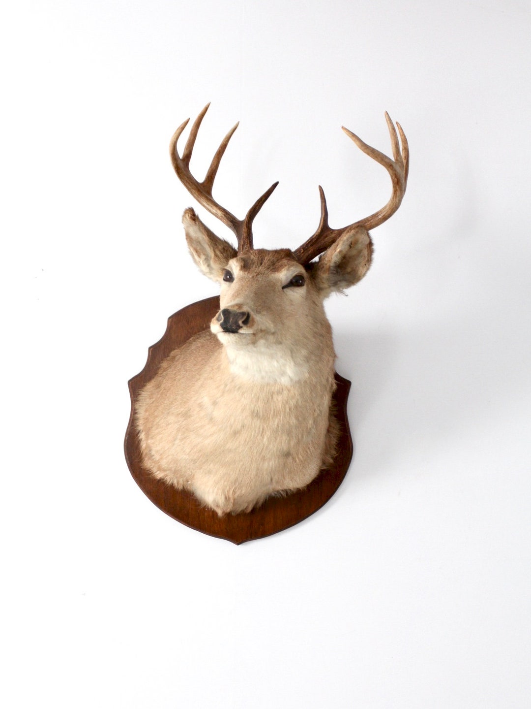 Buy Antique Deer Mount, Stag Head Taxidermy Online in India - Etsy