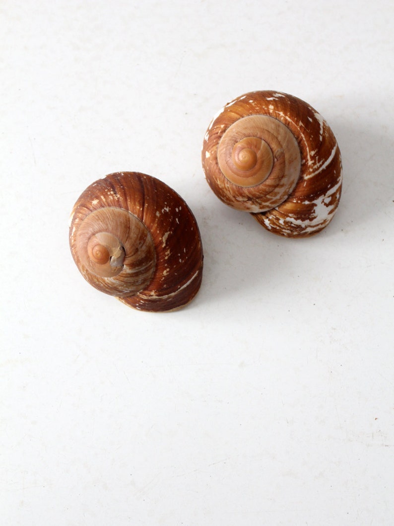 vintage large snail shells, brown sea shells, beach house decor image 1