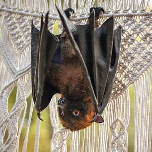 Könnte beinhalten: Eine Fledermaus hängt kopfüber, ihre dunklen Flügel ausgebreitet. Die Fledermaus hat braunes Fell und große Augen. Sie hängt an einem cremefarbenen Makramee-Pflanzenaufhänger, mit einem verschwommenen grünen Hintergrund.