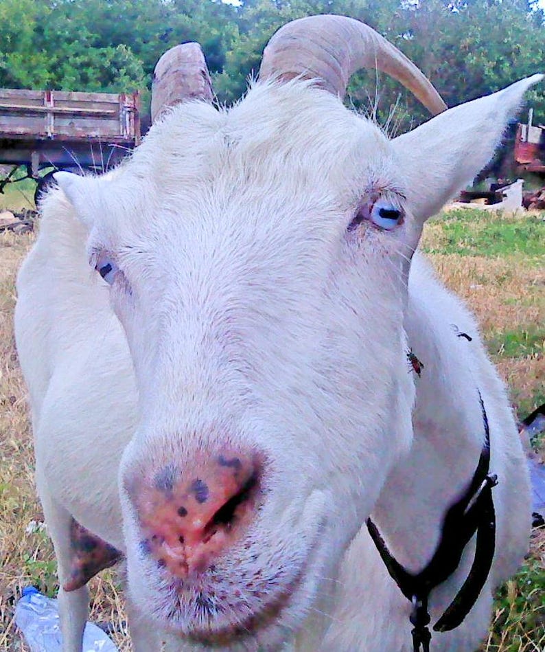 Realistic Goat Eyes Printable – Eye Chips Collage 3 JPG + 1 PDF ...