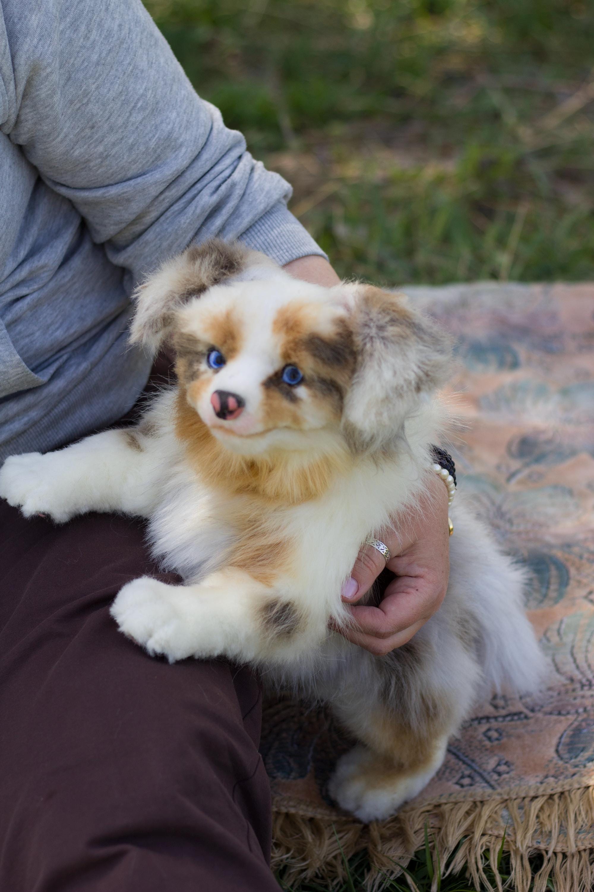 Australian shepherd plush - Etsy België, image size:2000x3000