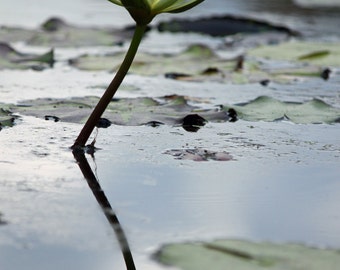 White Lotus