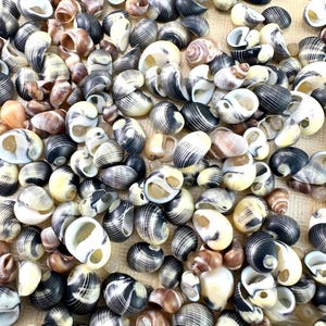 May include: A collection of small, spiraled sea shells featuring black and white striped patterns, interspersed with smooth, solid tan and cream-colored shells, scattered across a flat surface.