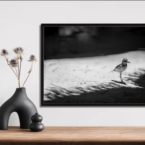 In Search of Shade - Black and White Photography - Bird Photography - Home Decor - Wall Art