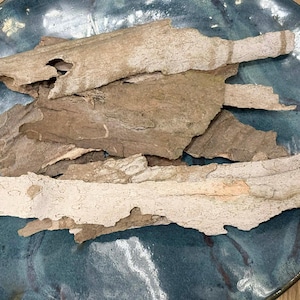 Sycamore Tree Bark Hoodoo Voodoo Wicca Rituals Spells Witchcraft