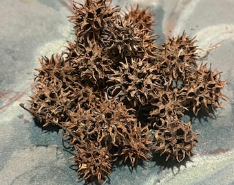20 Witches Burrs, Sweet Gum Balls, Hoodoo Voodoo Wicca Pagan Rituals Spells Witchcraft