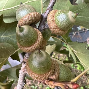 Fresh Acorns for Planting