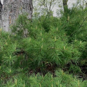 May include: A close-up of a pine tree with green needles and small brown cones. The tree is growing in a forest setting.