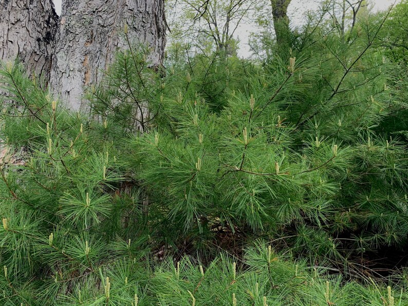 May include: A close-up of a pine tree with green needles and small brown cones. The tree is growing in a forest setting.