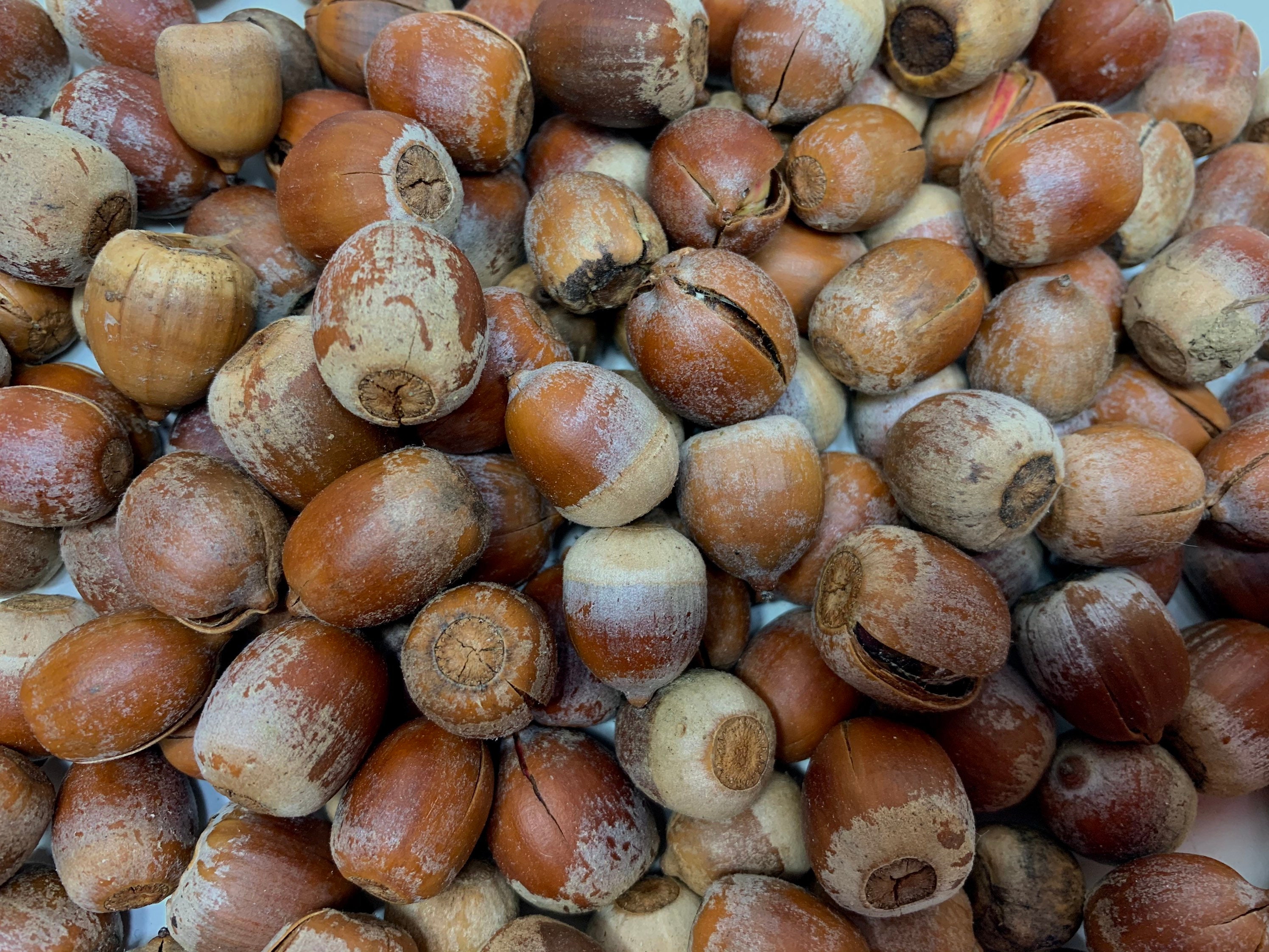 200 Acorn Seconds No Caps for Squirrel Food Wild Foraged in Etsy