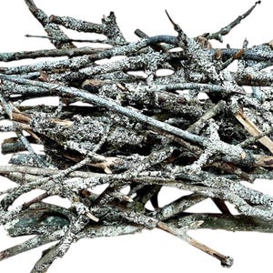 May include: A collection of natural wooden twigs and branches featuring a textured, greyish-white lichen growth on their bark. The sticks are arranged in a dense, overlapping pile, displaying various lengths, thicknesses, and irregular shapes.