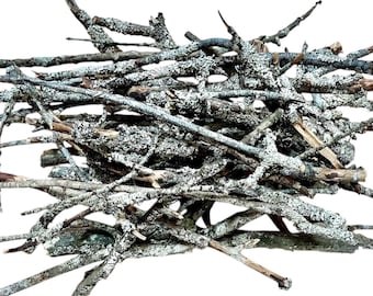 May include: A collection of natural wooden twigs and branches featuring a textured, greyish-white lichen growth on their bark. The sticks are arranged in a dense, overlapping pile, displaying various lengths, thicknesses, and irregular shapes.