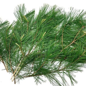 Fresh White Pine Needles, Bunch of 15 Stems Naturally Harvested for Tea or Tincture, Pinus Strobus, Source of Shikimic Acid and Suramin image 1