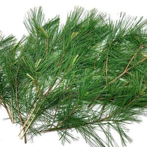 新鮮な白松の葉、お茶やチンキ用に自然に収穫された 15 本の茎の束、Pinus Strobus、シキミ酸とスラミンの源