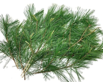 Pino blanco oriental fresco: 15 tallos cultivados orgánicamente para arreglos florales o tés, de 23 a 33 cm cada uno
