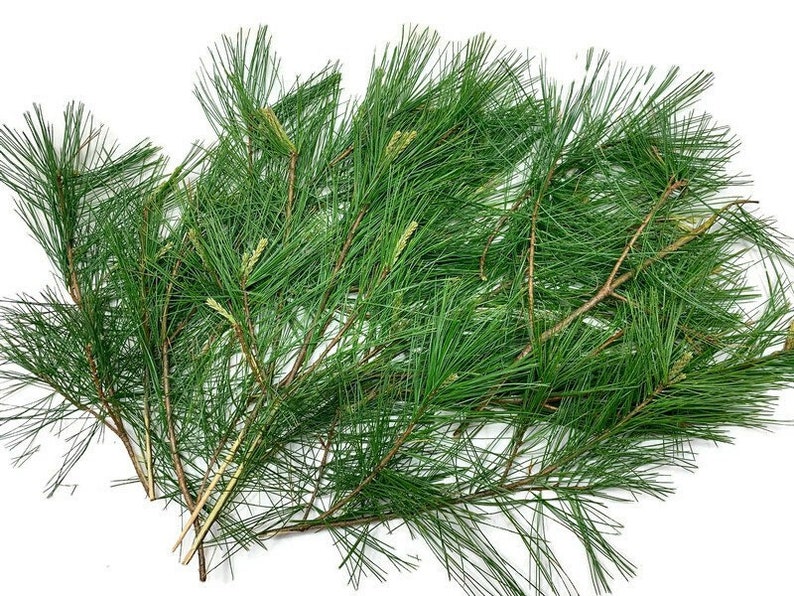 Fresh Eastern White Pine: 15 Stems Organically Grown for Arrangements or Teas, 9-13" each image 1
