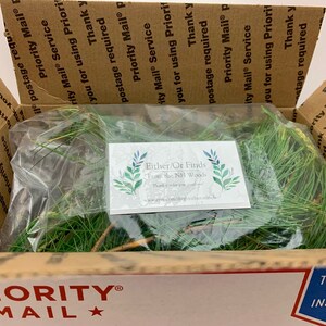 Fresh Eastern White Pine: 15 Stems Organically Grown for Arrangements or Teas, 9-13" each image 6