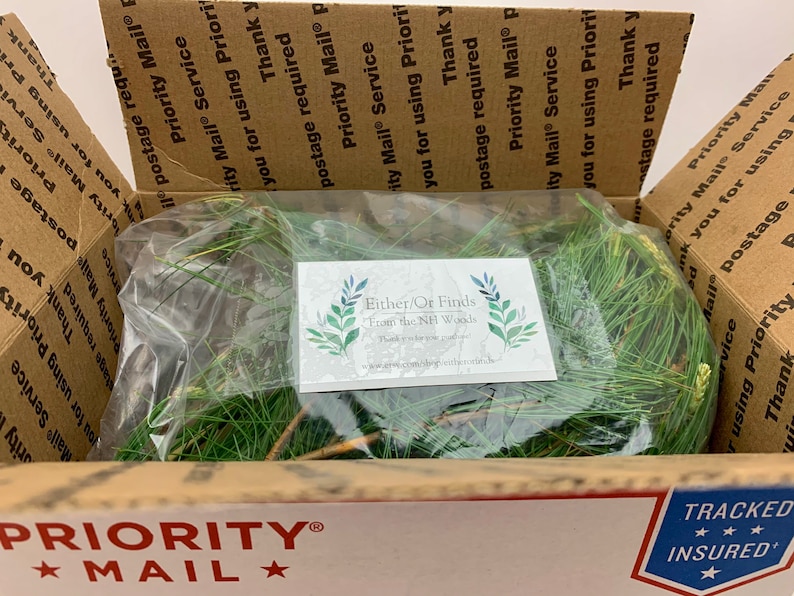 Fresh Eastern White Pine: 15 Stems Organically Grown for Arrangements or Teas, 9-13" each image 6