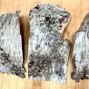 Puede incluir: Tres piezas de corteza de abedul, cada una con un patr&oacute;n &uacute;nico de corteza blanca y gris. La corteza es texturizada y tiene un aspecto natural y r&uacute;stico.