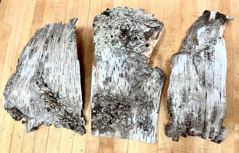 Puede incluir: Tres piezas de corteza de abedul, cada una con un patr&oacute;n &uacute;nico de corteza blanca y gris. La corteza es texturizada y tiene un aspecto natural y r&uacute;stico.