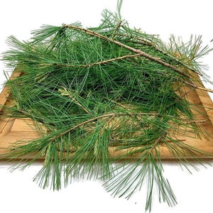 Fresh White Pine Needles, Bunch of 15 Stems Naturally Harvested for Tea or Tincture, Pinus Strobus, Source of Shikimic Acid and Suramin image 6