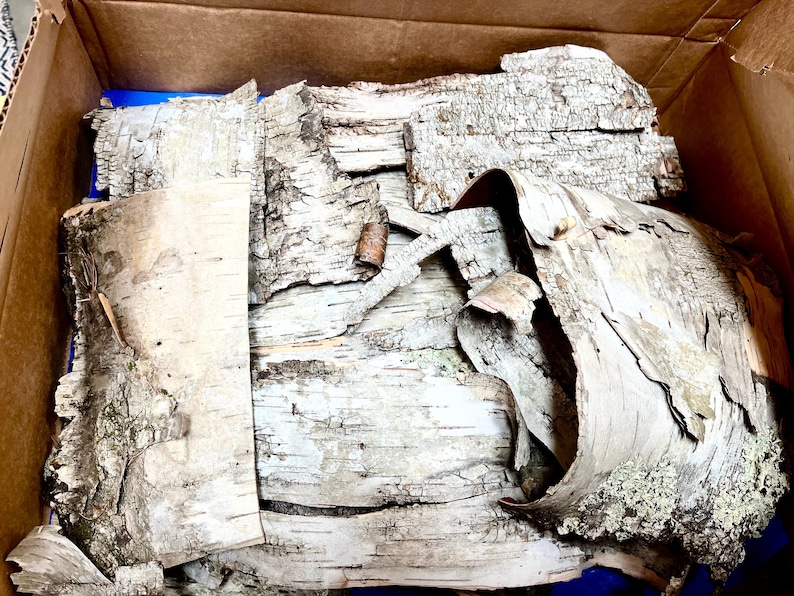 Puede incluir: Una caja de cart&oacute;n llena de trozos de corteza de abedul, algunos de los cuales est&aacute;n curvados y tienen una textura rugosa. La corteza es de color marr&oacute;n claro con vetas blancas.