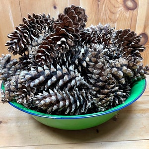 May include: A green enamel bowl filled with a collection of brown pine cones. The cones are arranged in a random pattern and some are partially open.
