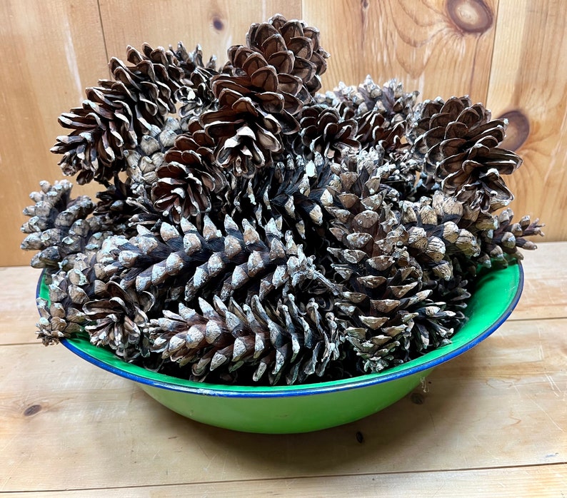 May include: A green enamel bowl filled with a collection of brown pine cones. The cones are arranged in a random pattern and some are partially open.