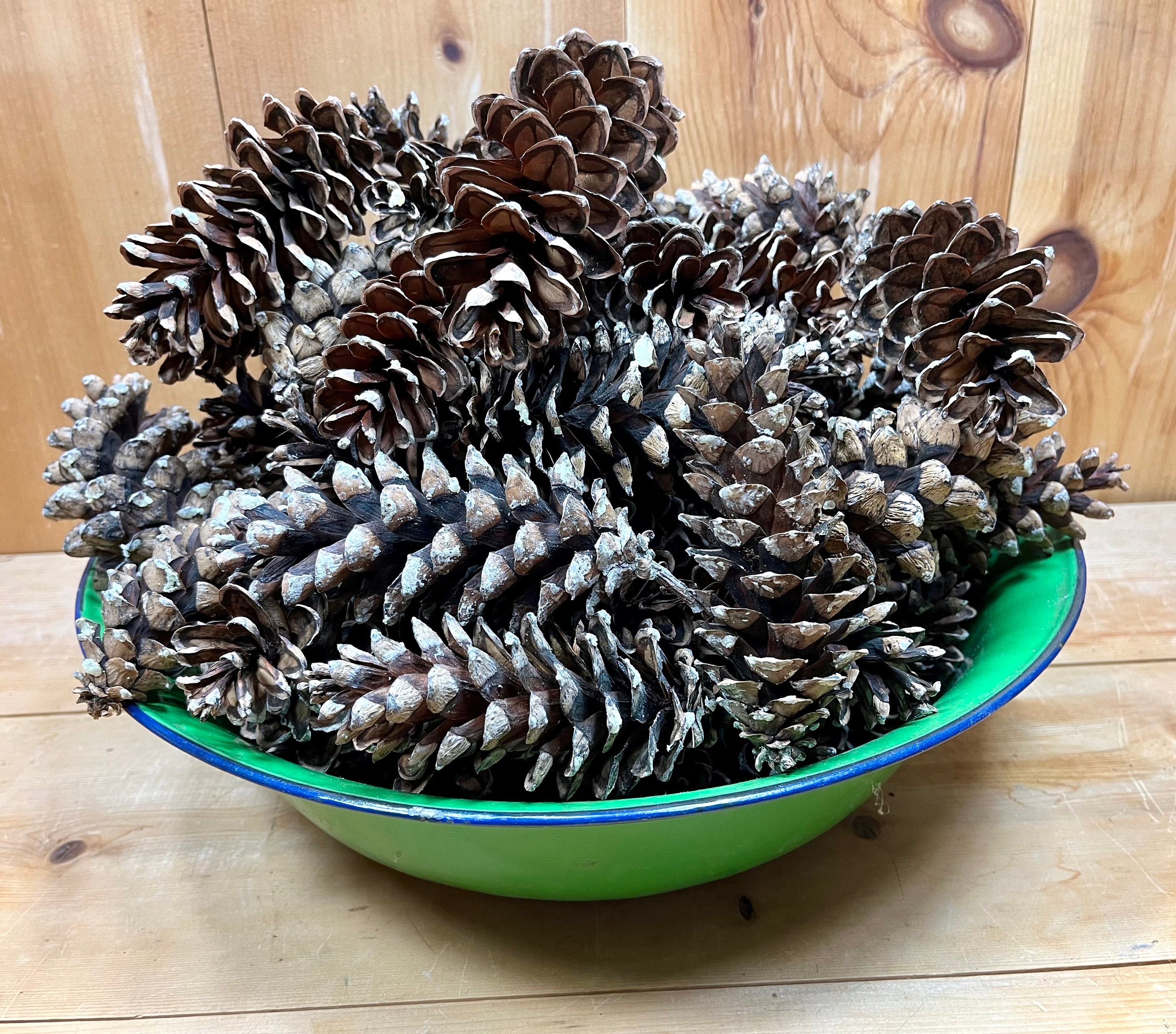 Lot De 50 Pommes De Pin Blanches Fraîches - Taille 4 à 7 Pouces (10-18cm) - Pour Décorations Et Artisanat