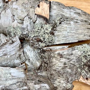 Puede incluir: Primer plano de una colecci&oacute;n de trozos de corteza de abedul, que muestran la textura natural y los patrones de la corteza. Algunas piezas tienen un liquen verde claro creciendo sobre ellas.